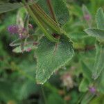 Nepeta nuda Blad