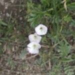 Convolvulus arvensisFlower