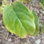 Kadsura japonica Frunză