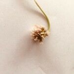 Trifolium pallescens Цвят
