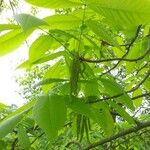 Carya ovata Leaf