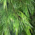 Acacia cognata Leaf