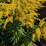 Solidago juncea Blomst