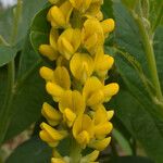 Crotalaria mitchellii