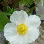 Ranunculus seguieri Flower