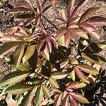 Paeonia lactiflora Лист