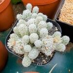 Mammillaria gracilis Lehti