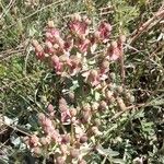 Euphorbia rigida Flors