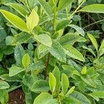 Erythroxylum coca Leaf