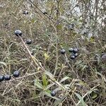 Ligustrum vulgareFruit