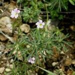 Oxalis decaphylla Costuma