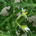 Solanum triflorum Õis