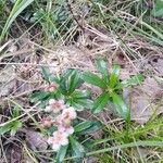 Chimaphila umbellata Blüte