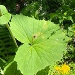 Adenostyles alliariae Leaf