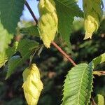Carpinus japonica ഫലം