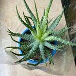 Aloe humilis Hoja