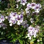 Angelonia biflora Altul/Alta