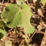 Abutilon mauritianum Leaf