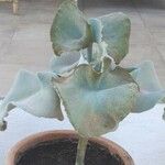 Kalanchoe beharensis Folha