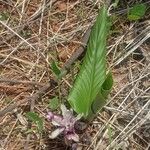 Curcuma pseudomontana Habit
