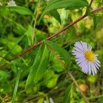 Symphyotrichum puniceum Fuelha