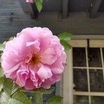 Rosa × damascena Cvet