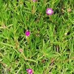 Carpobrotus glaucescens Leaf