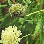 Scabiosa ochroleuca 花