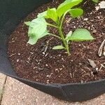 Capsicum chinense Leaf