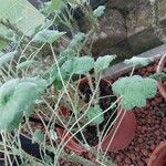 Pelargonium echinatum Hoja