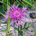 Centaurea scabiosaFlor