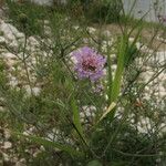 Scabiosa canescens Blüte