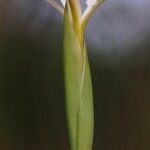 Iris tenuissima Blomst