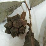 Duguetia granvilleana Otro