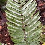 Piptadeniastrum africanum Leaf