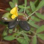 Crotalaria goreensis 花