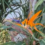 Strelitzia reginaeLorea