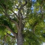 Quercus laurifolia Bark