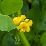 Medicago polymorpha Λουλούδι