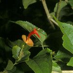 Holmskioldia sanguinea Virág