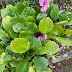 Bergenia crassifoliaΦύλλο