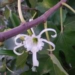 Hymenocallis liriosme Blüte