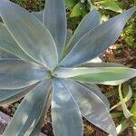 Agave attenuataDeilen