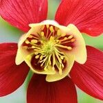 Aquilegia canadensis 花