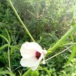 Hibiscus cannabinus Kwiat