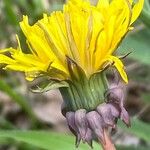 Taraxacum palustre Квітка
