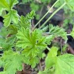 Pelargonium × asperum ഇല