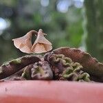 Euphorbia decaryi Blad