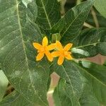 Asclepias curassavicaFlower