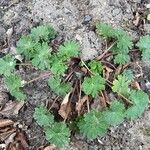 Geranium molleFrunză